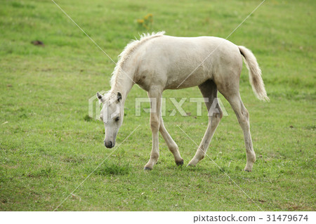 Amazing welsh part-bred foal Amazing welsh part-bred foal 31479674