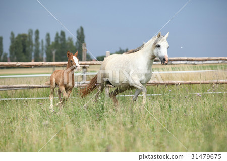 Amazing foal with its mother 31479675