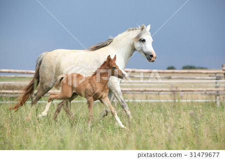 Amazing foal with its mother Amazing foal with its mother 31479677