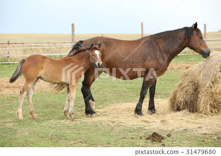 Nice mare with its foal 31479680