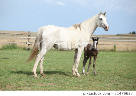 Nice mare with its foal 31479683