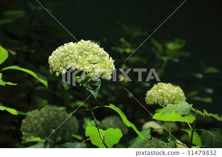 白繡球花安娜貝爾 31479832