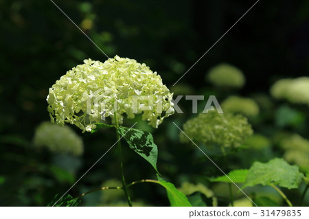 White Hydrangea Annabelle 31479835