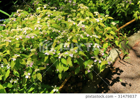 Pale red-colored yellow-tailed pisces Iyo's pink ink 31479837