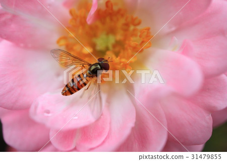 Small pink rose flowers · The fairy ho hill ta ave 31479855