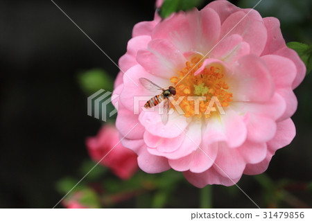 粉紅色的小玫瑰花朵·仙女浩山ta ave 31479856