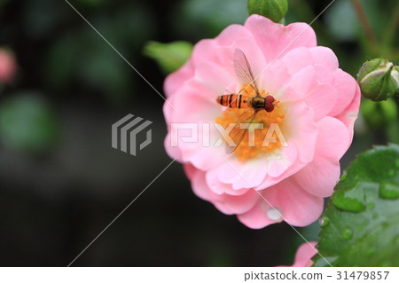 粉紅色的小玫瑰花朵·仙女浩山ta ave 31479857