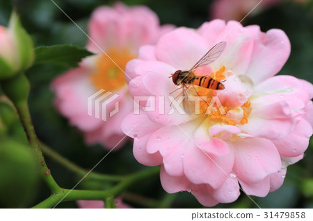 粉紅色的小玫瑰花朵·仙女浩山ta ave 31479858