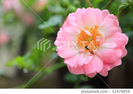 粉紅色的小玫瑰花朵·仙女浩山ta ave 31479859