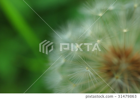 蒲公英絨毛 31479863