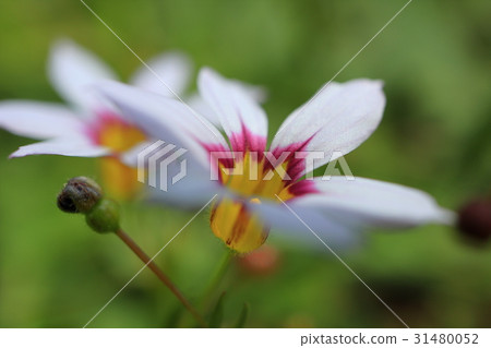 白花小花 31480052