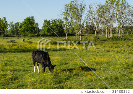 Grazing cow in a bright colorful pasture land 31480352