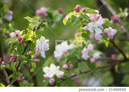 Apple tree flower Apple tree flower 31480699