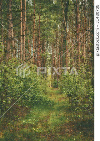 Dark moody forest Dark moody forest 31480709