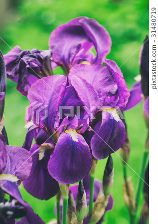 Iris flower in nature Iris flower in nature 31480719
