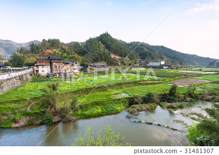 gardens, rice paddy, tea plantation in Chengyang 31481307
