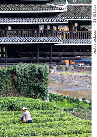 picker on tea plantation and Chengyang bridge picker on tea plantation and Chengyang bridge 31481315