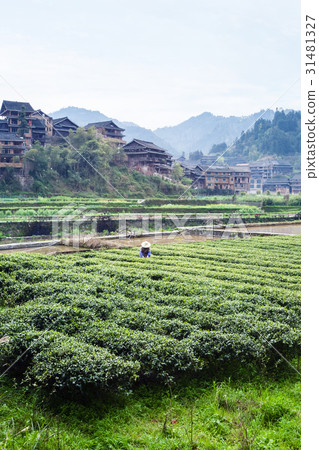 tea plantation canal in Chengyang village tea plantation canal in Chengyang village 31481327