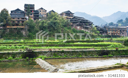 terraced gardens and houses in Chengyang village terraced gardens and houses in Chengyang village 31481333