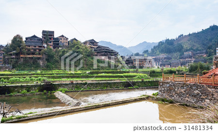 terraced paddies and houses in Chengyang village 31481334