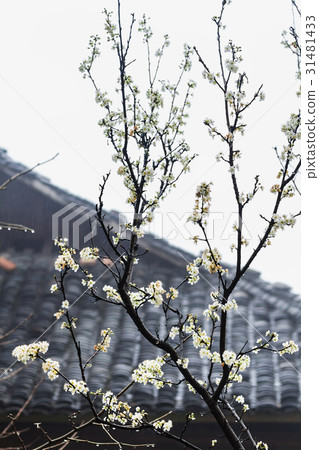 wet white blossom of cherry tree and country hut wet white blossom of cherry tree and country hut 31481433