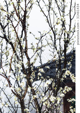 wet white flowers of cherry tree and country house wet white flowers of cherry tree and country house 31481434