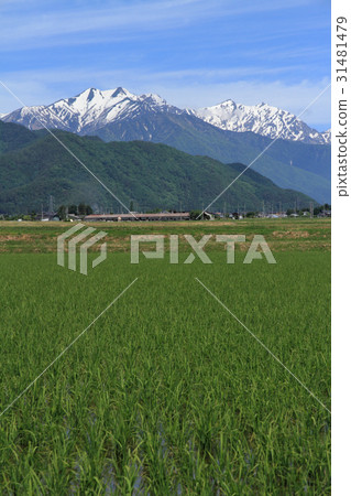 Early summer Northern Alps foothills Early summer Northern Alps foothills 31481479