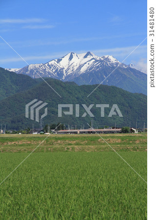 The early summer's old mountain saplings snow shape The early summer's old mountain saplings snow shape 31481480
