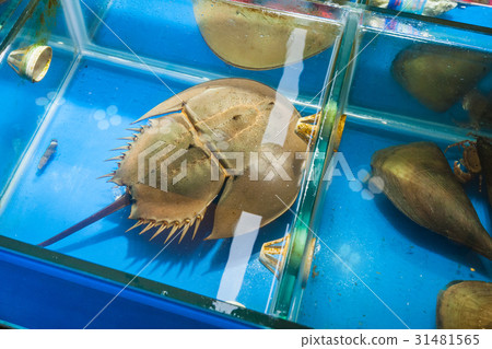 horseshoe crab in fish market in Guangzhou city 31481565