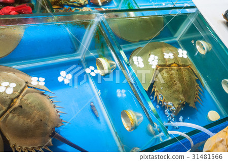 horseshoe crabs in market in Guangzhou city 31481566