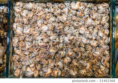 many water snails in fish market in Guangzhou city many water snails in fish market in Guangzhou city 31481568