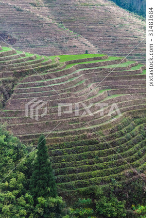 hill with terraced rice paddy in Dazhai village 31481684