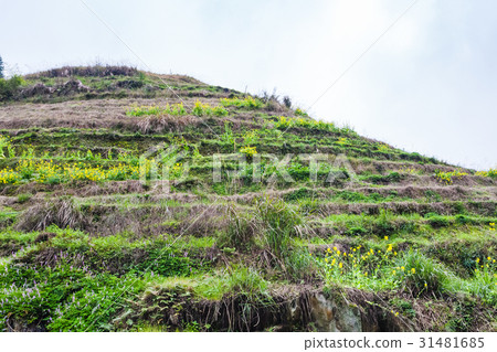 hill with terraced rice grounds in Dazhai village 31481685