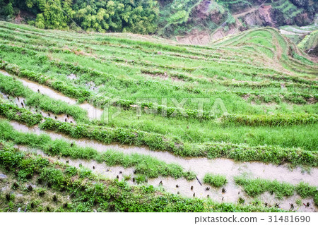 above view of rice beds on terraced field above view of rice beds on terraced field 31481690