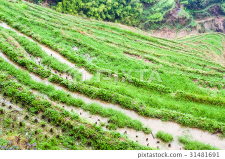 above view of rice beds on terraced gardens 31481691