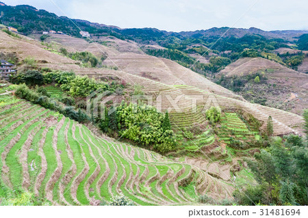 view of terraced fields and cottage in Tiantouzhai view of terraced fields and cottage in Tiantouzhai 31481694