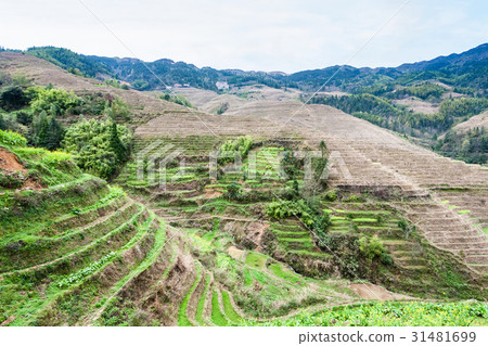 terraced hilsl near Dazhai village in country 31481699