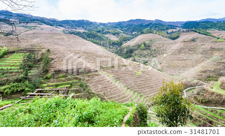 gardens near Dazhai village in country gardens near Dazhai village in country 31481701