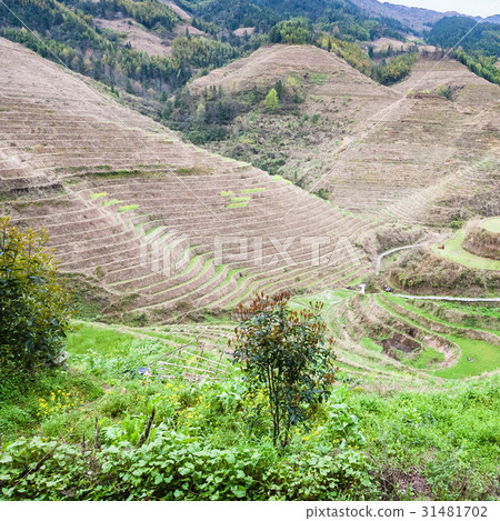 green gardens near Dazhai village in country green gardens near Dazhai village in country 31481702