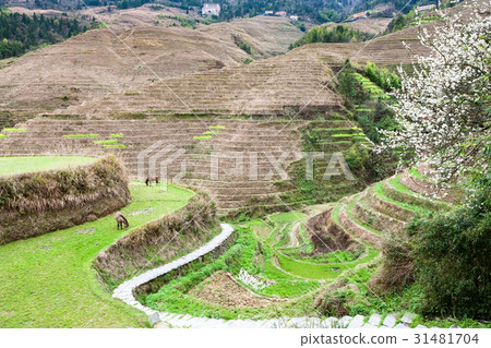 view of gardens near Dazhai village in country 31481704
