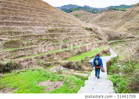tourist on path between terraced fields in Dazhai 31481709