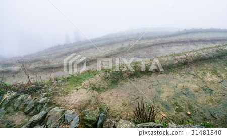 fog over wet terraced fieilds on hill slope fog over wet terraced fieilds on hill slope 31481840