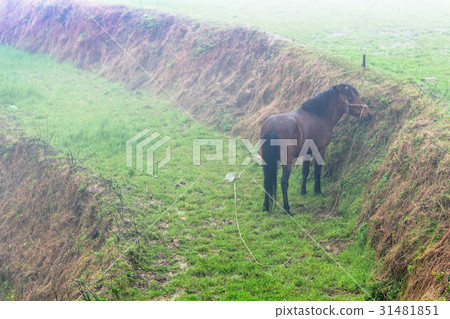 horse grazing on green rice paddy in spring horse grazing on green rice paddy in spring 31481851