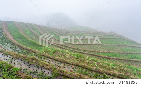 fog over rice terraced fieilds 31481853