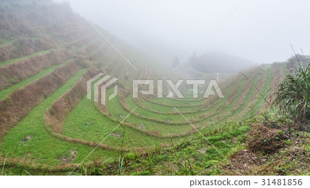 mist over rice terraced gardens mist over rice terraced gardens 31481856