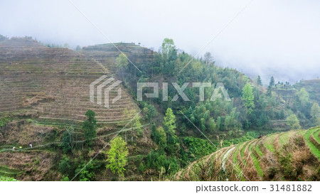 view of terraced fields in rain from Tiantouzhai 31481882