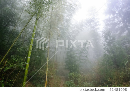 wet bamboo in mist rainforest in area of Dazhai wet bamboo in mist rainforest in area of Dazhai 31481998