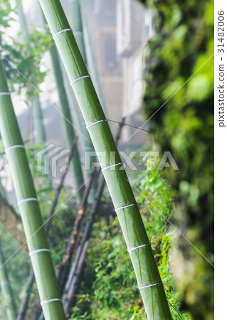 wet bamboo trunk in Tiantou village 31482006
