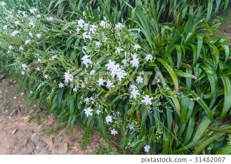 wet green bushes with white lily flowers 31482007