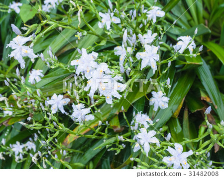 flowers of asiatic lily in rain in rainforest flowers of asiatic lily in rain in rainforest 31482008